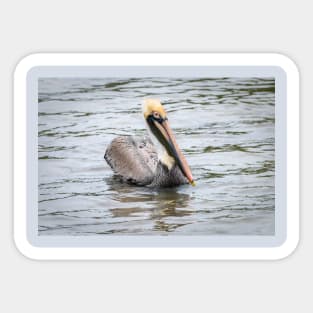 Brown Pelican Floating Along Sticker